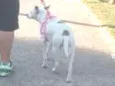 Menina