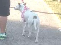 Cachorro ra a Sem raça definida idade 2 anos nome Menina