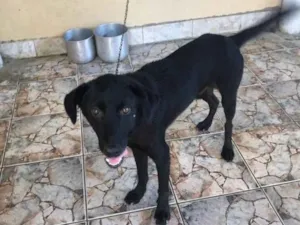 Cachorro raça Mistura  idade 3 anos nome Pretinho 