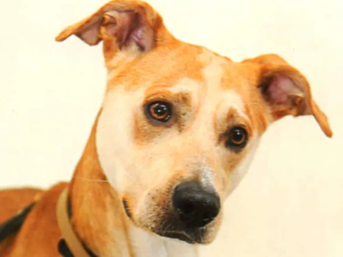 Cachorro ra a SRD idade 2 anos nome Caramelo
