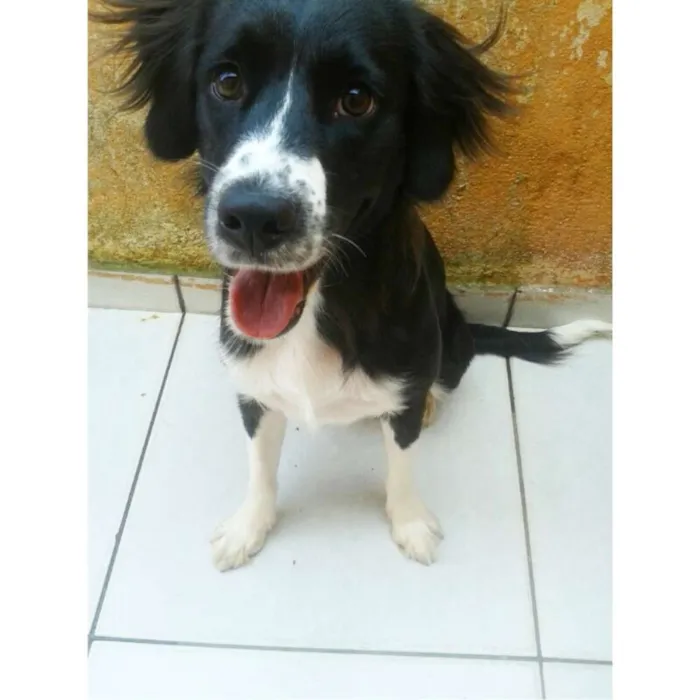 Cachorro ra a Sem raça definida idade 7 a 11 meses nome Cloe