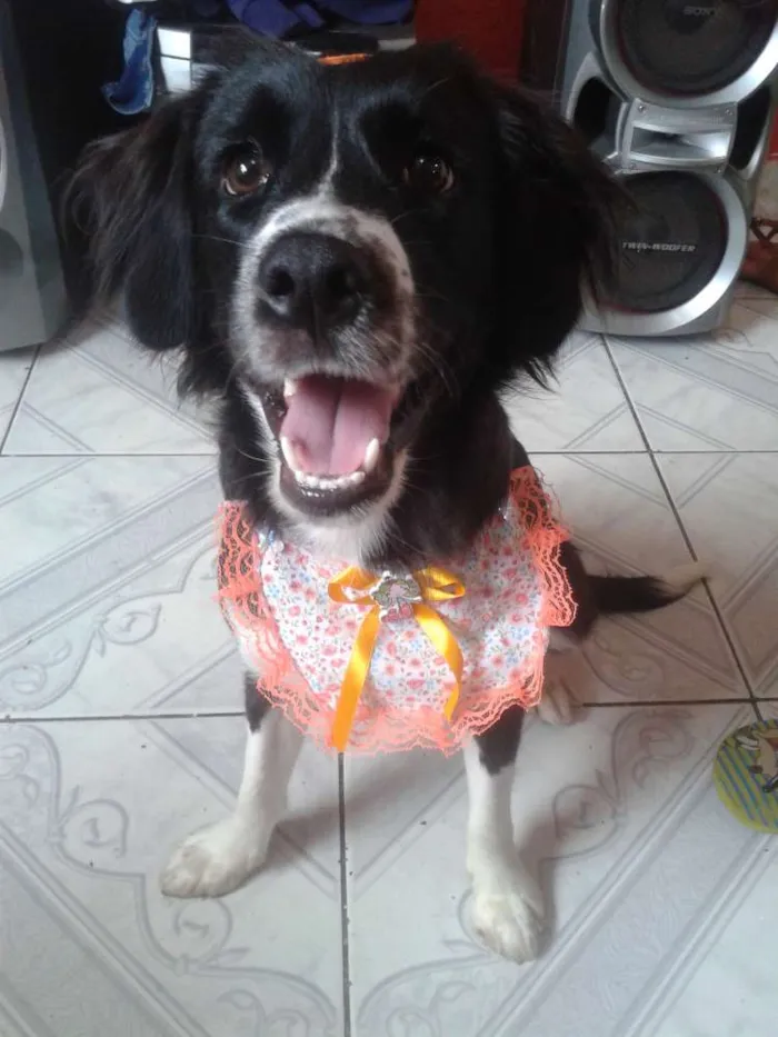 Cachorro ra a Sem raça definida idade 7 a 11 meses nome Cloe