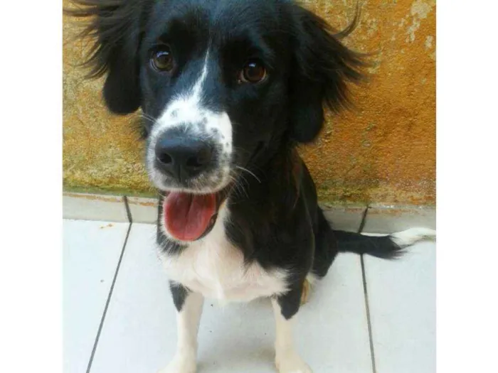 Cachorro ra a Sem raça definida idade 7 a 11 meses nome Cloe