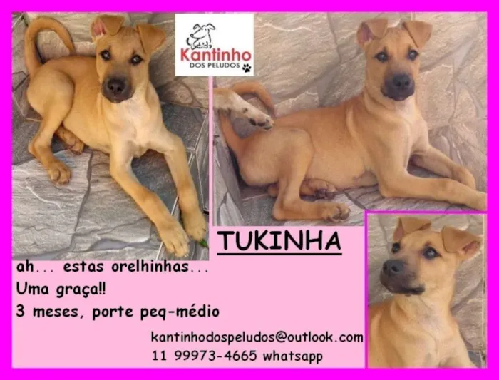 Cachorro ra a  idade 2 a 6 meses nome Tukinha Bebezinha