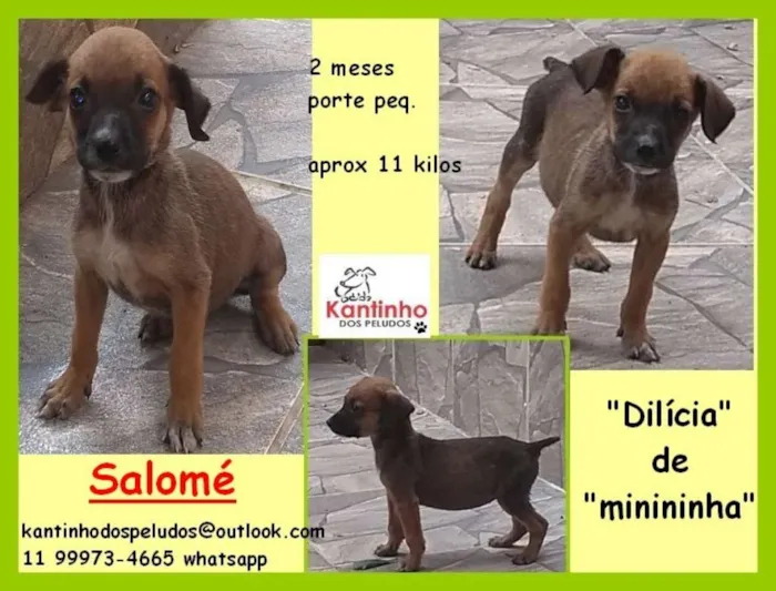 Cachorro ra a  idade 2 a 6 meses nome Salomé Bebezinha