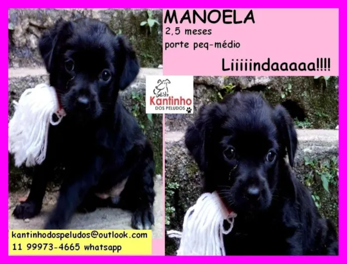 Cachorro ra a  idade 2 a 6 meses nome Manoela Bebezinha