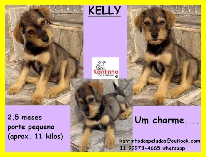 Cachorro ra a  idade 2 a 6 meses nome Kelly Bebezinha