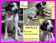 Amália Filhote