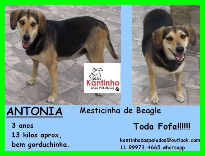 Cachorro ra a  idade 3 anos nome Antonia