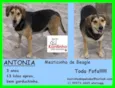 Antonia