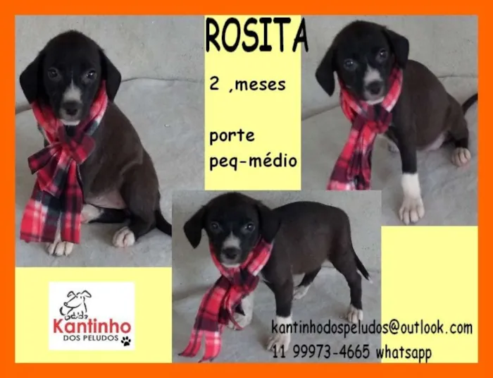 Cachorro ra a  idade 2 a 6 meses nome Rosita Bebezinha