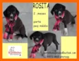 Rosita Bebezinha