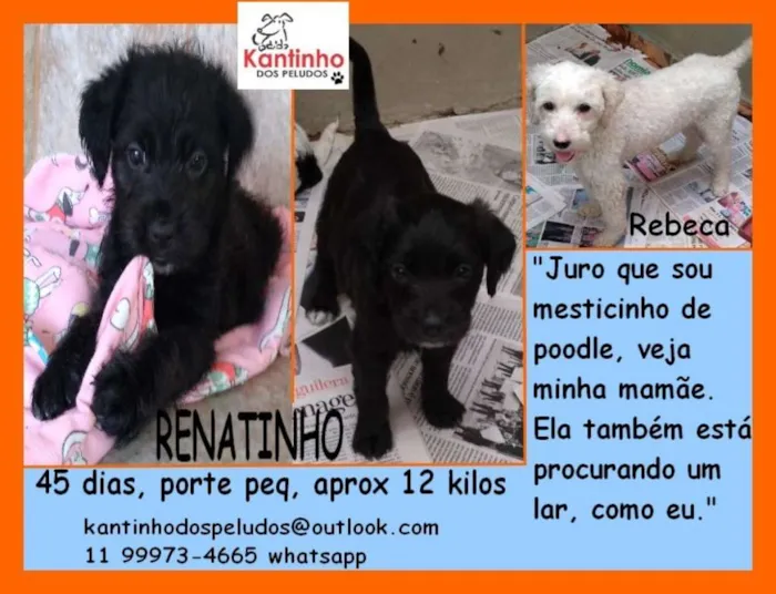 Cachorro ra a Poodle idade Abaixo de 2 meses nome Renatinho Bebezinho