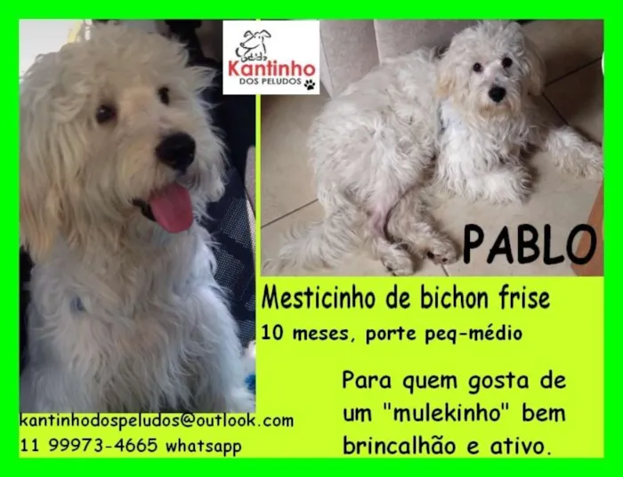Cachorro ra a  idade 7 a 11 meses nome Pablo Filhote