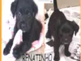 Renatinho Bebezinho