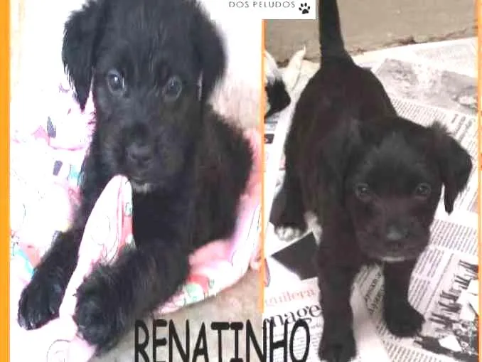 Cachorro ra a Poodle idade Abaixo de 2 meses nome Renatinho Bebezinho
