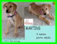 Martins Filhote