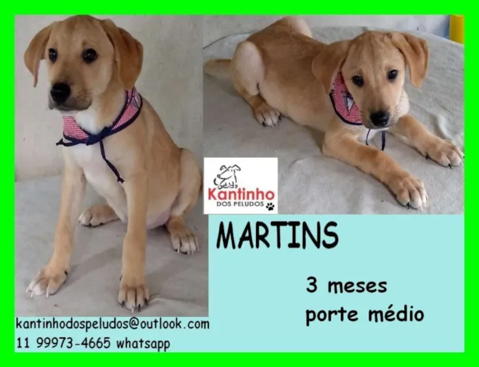 Cachorro ra a  idade 2 a 6 meses nome Martins Filhote