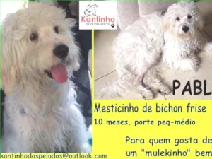 Cachorro raça  idade 7 a 11 meses nome Pablo Filhote