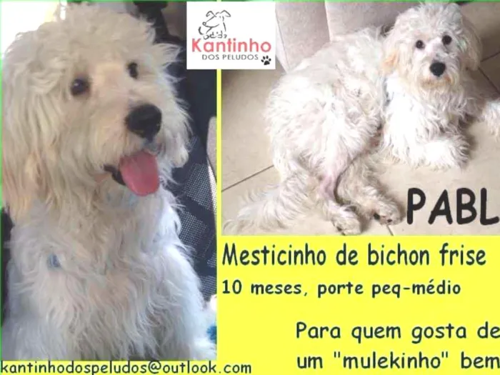 Cachorro ra a  idade 7 a 11 meses nome Pablo Filhote