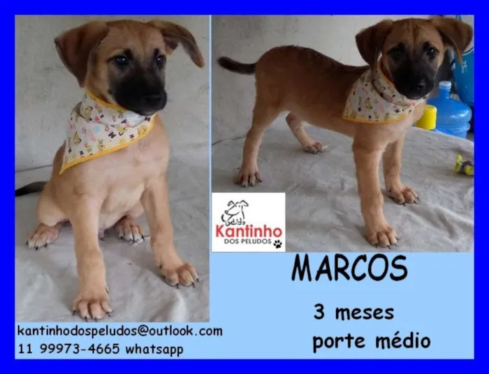 Cachorro ra a  idade 2 a 6 meses nome Marcos Filhote
