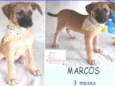 Marcos Filhote