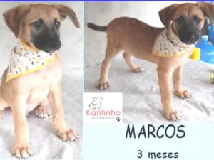 Cachorro raça  idade 2 a 6 meses nome Marcos Filhote