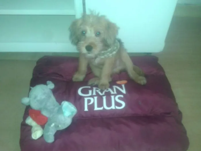 Cachorro ra a não identificada idade 2 a 6 meses nome Tob