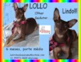Lollo Filhote