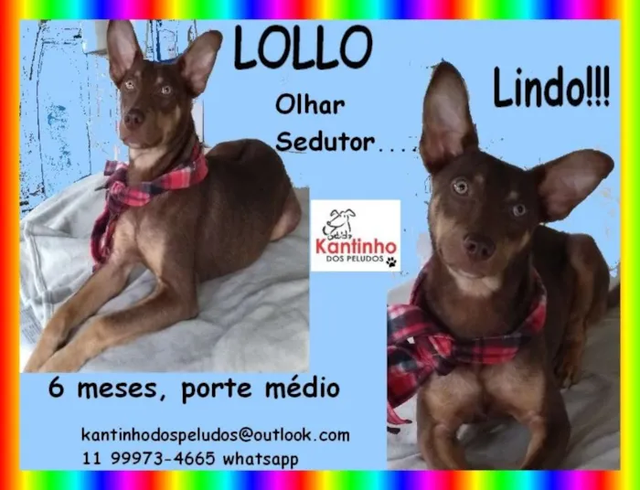 Cachorro ra a  idade 2 a 6 meses nome Lollo Filhote
