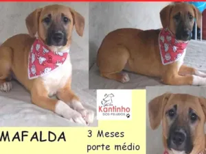 Cachorro raça  idade 2 a 6 meses nome Mafalda Filhote