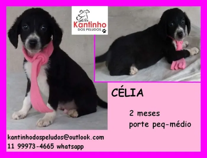 Cachorro ra a  idade 2 a 6 meses nome Célia Bebezinha