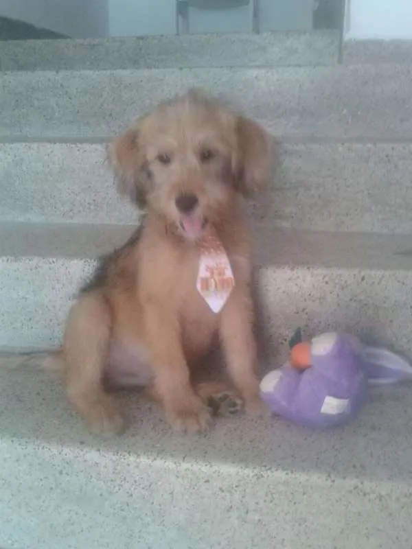 Cachorro ra a não identificada idade 2 a 6 meses nome Tob