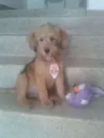 Tob