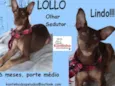 Lollo Filhote