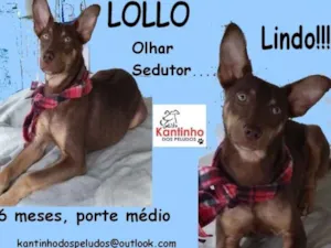 Cachorro raça  idade 2 a 6 meses nome Lollo Filhote