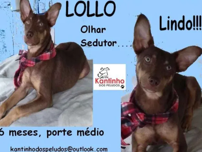 Cachorro ra a  idade 2 a 6 meses nome Lollo Filhote