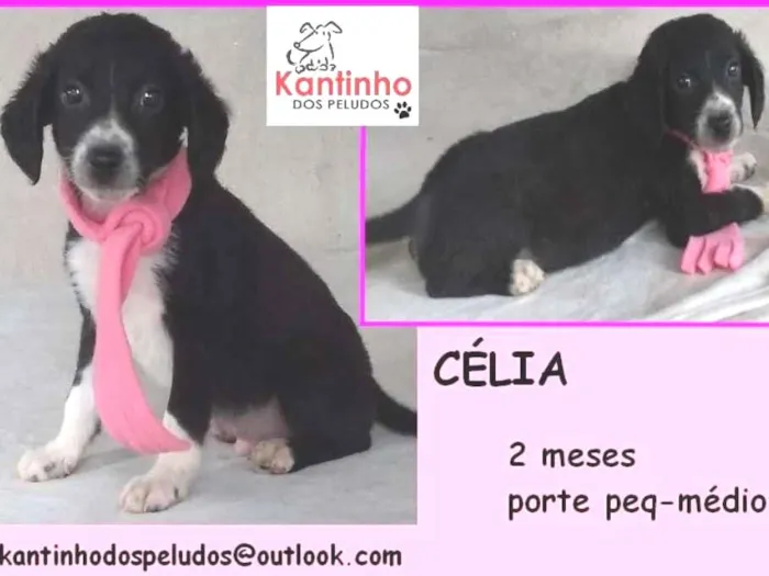 Cachorro ra a  idade 2 a 6 meses nome Célia Bebezinha