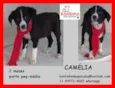 Camélia Bebezinha