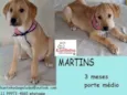 Martins Filhote