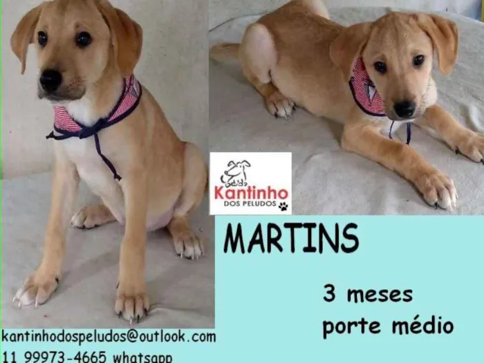 Cachorro ra a  idade 2 a 6 meses nome Martins Filhote