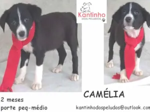 Cachorro raça  idade 2 a 6 meses nome Camélia Bebezinha