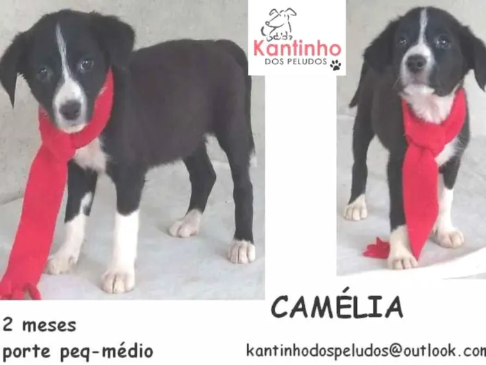 Cachorro ra a  idade 2 a 6 meses nome Camélia Bebezinha