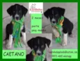 Caetano Bebezinho