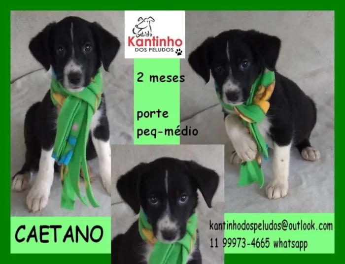 Cachorro ra a  idade 2 a 6 meses nome Caetano Bebezinho