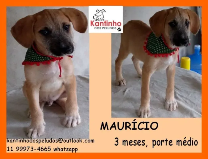 Cachorro ra a  idade 2 a 6 meses nome Mauricio Bebezinho