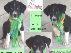 Cachorro raça  idade 2 a 6 meses nome Caetano Bebezinho