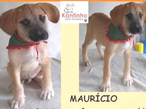 Cachorro raça  idade 2 a 6 meses nome Mauricio Bebezinho