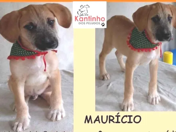Cachorro ra a  idade 2 a 6 meses nome Mauricio Bebezinho