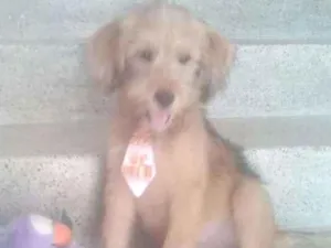 Cachorro raça não identificada idade 2 a 6 meses nome Tob